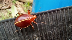 Ellipticus dorbignyi