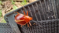 Ellipticus dorbignyi