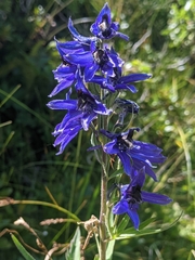 Delphinium dubium