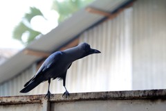 Corvus splendens