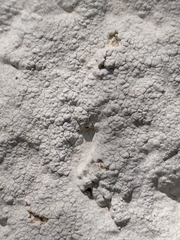 Lecanora oreinoides
