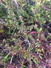 Indigofera bisacculata