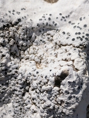 Lecanora oreinoides