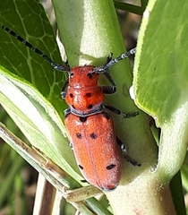 Tetraopes annulatus