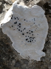 Lecanora oreinoides