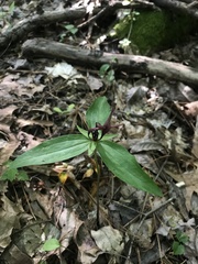 Trillium lancifolium