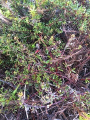 Indigofera bisacculata