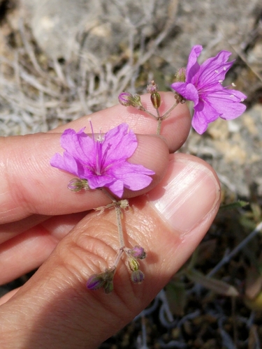Image of Boerhavia linearifolia by (c) Alison Northup, some rights reserved (CC BY)