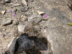 Boerhavia linearifolia