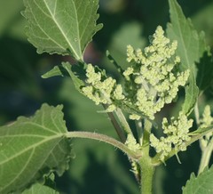 Cyclachaena xanthiifolia