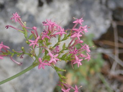 Centranthus lecoqii