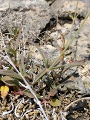 Boerhavia linearifolia