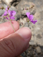 Boerhavia linearifolia