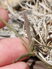 Boerhavia linearifolia