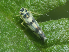 Eupteryx atropunctata