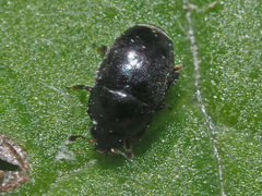 Boragogethes symphyti
