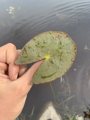 Nymphaea leibergii