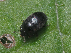 Boragogethes symphyti