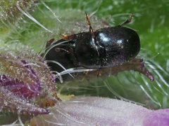 Boragogethes symphyti