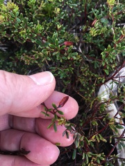 Indigofera bisacculata