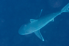 Carcharhinus albimarginatus