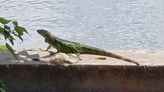Iguana iguana