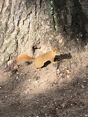 Tamiasciurus hudsonicus dakotensis
