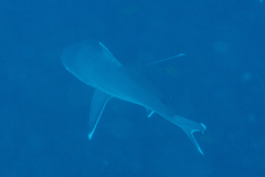 Carcharhinus albimarginatus