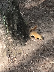 Tamiasciurus hudsonicus dakotensis