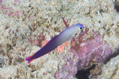 Nemateleotris decora