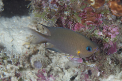 Pycnochromis amboinensis
