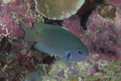 Pomacentrus nigromarginatus