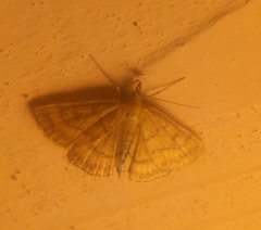Psammotis pulveralis