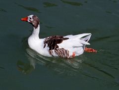 Anser anser domesticus