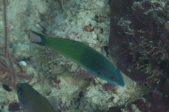 Pseudocoris yamashiroi