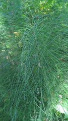Equisetaceae