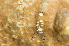 Ancylocaris brevicarpalis