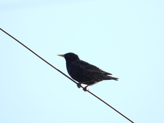 Sturnus vulgaris