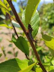 Oedemasia concinna