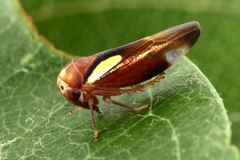 Balcanocerus provancheri