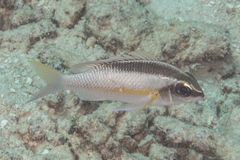 Scolopsis margaritifera