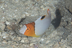 Cetoscarus ocellatus