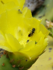 Macrotera