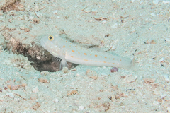 Valenciennea puellaris