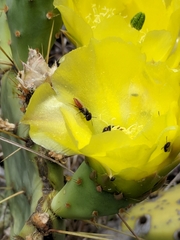 Macrotera