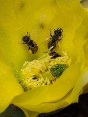 Macrotera