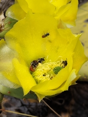 Macrotera