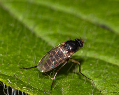 Dohrniphora