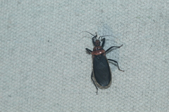Rhiginia cinctiventris