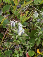 Lomatogonium rotatum